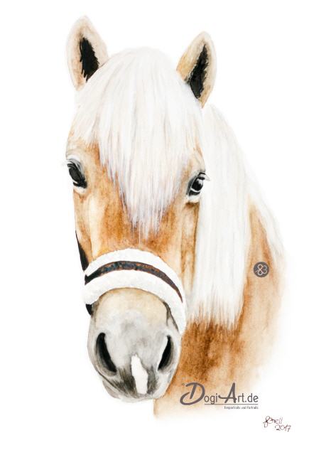 Pferdeportrait vom Haflinger in Aquarell Amore