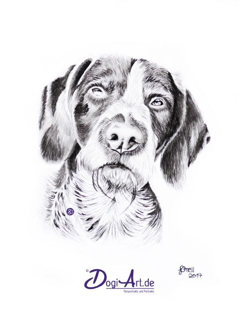Deutsch Drahthaar Fax Tierportraits by DogiArt