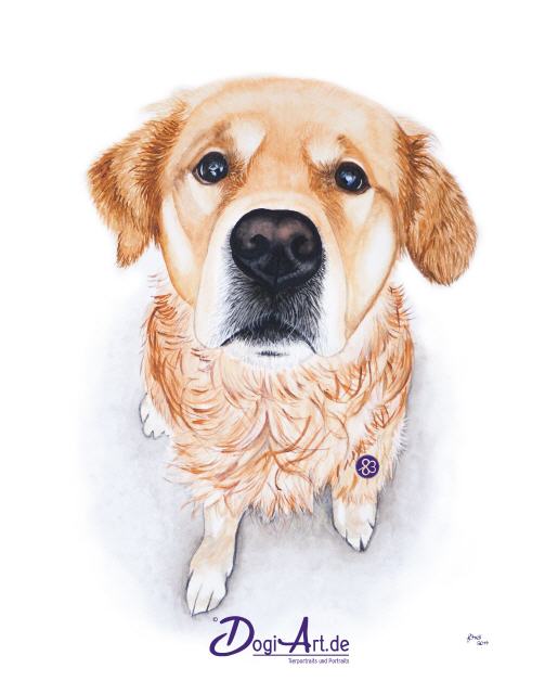 Golden Retriever Emil Tierportraits DogiArt