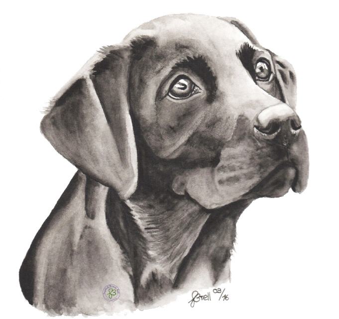 Easy-Tierportraits Labrador