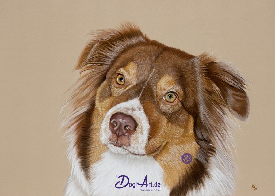 Australian Shepherd Haddi Tierportraits DogiArt