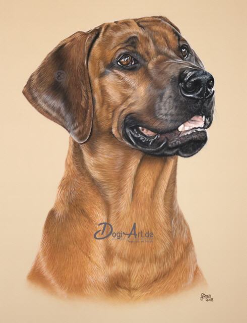 Rhodesian Ridgeback Tierportraits mit Herz